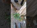 Were The Chickens Overwhelmed By All The Food?