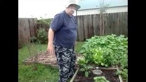 Garden Stink BugTrap