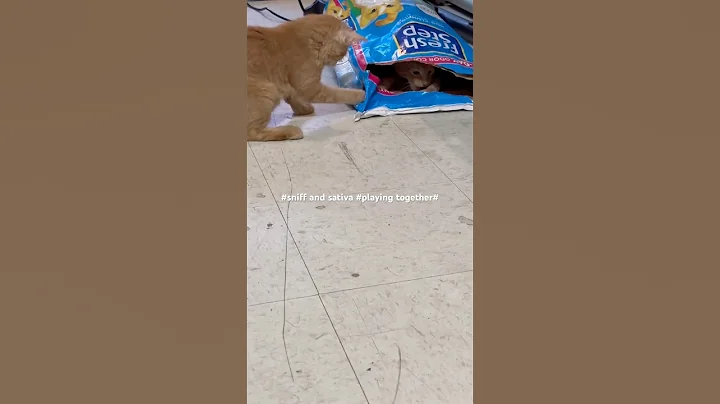 Watch the video about #funny cat sniff in city playing together today#kissing each other#cat