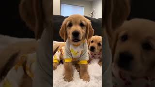 Famous Cute is an understatement ~ Cute and Funny Dog Videos #shorts Net Worth
