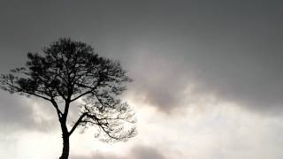 A Pine Tree In Rikuzentakata-City