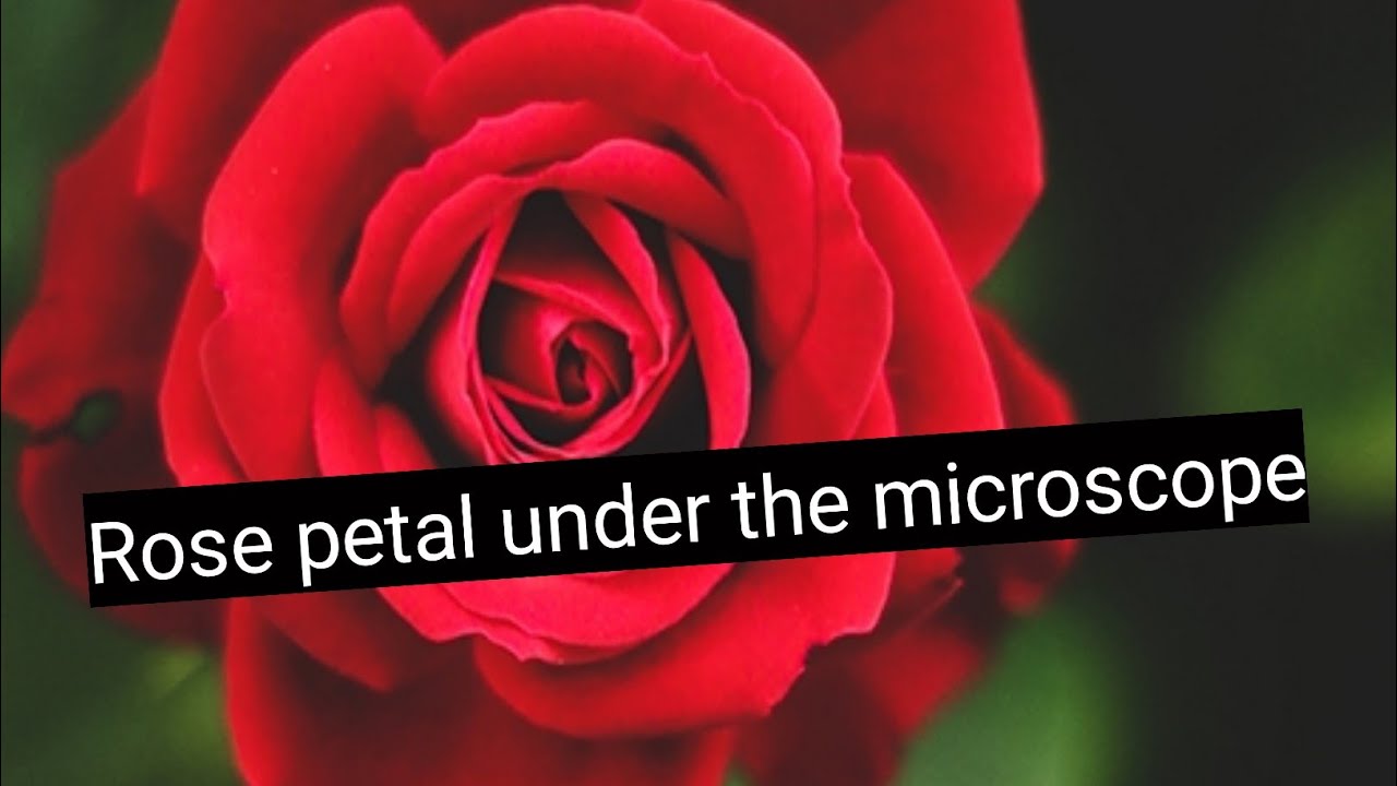 rose petal under the microscope.. YouTube