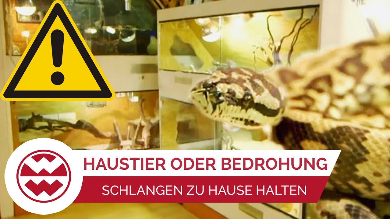 Schlangen als Haustiere: Was muss man beachten? | Welt der Wunder