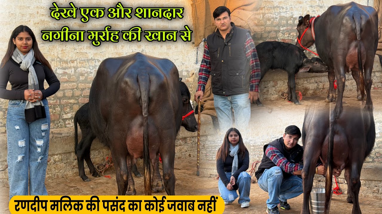 देखे एक और शानदार नगीना मुर्राह की खान से, रणदीप मलिक की पसंद का कोई जवाब नहीं || Randeep Malik