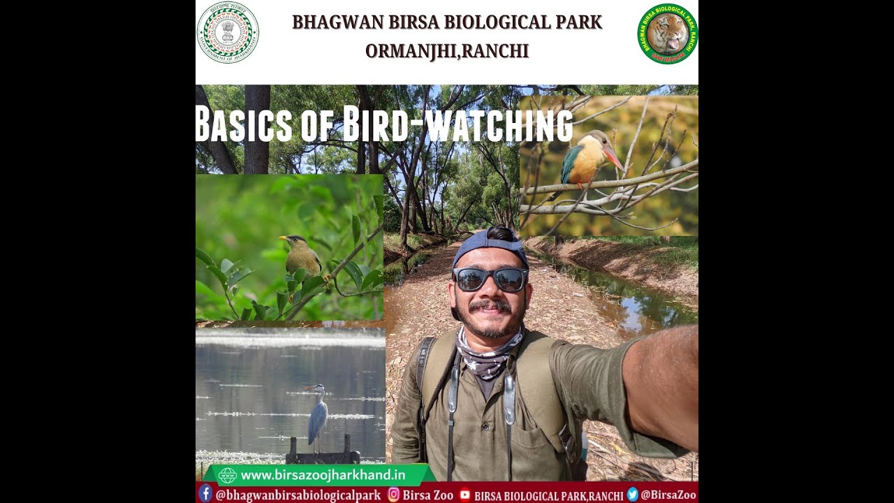 Basics of bird watching