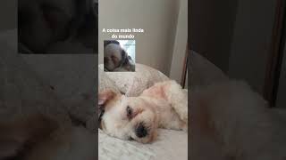 um shiatsu