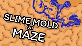 Will Blue Slime Beat Orange Hex maze