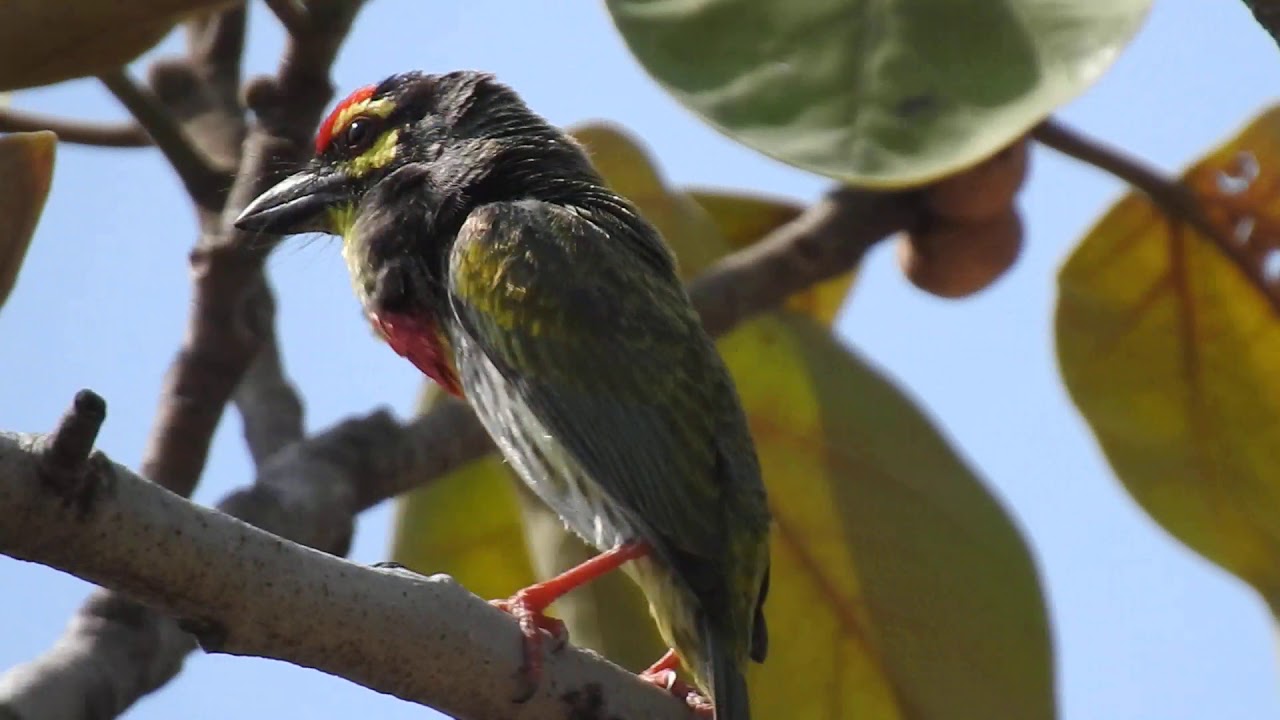 Copper smith Barbet Call