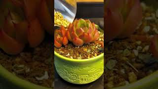 Succulent Care for Night Ventilation 🌵 | Easy Airflow Tips for Healthier Plants