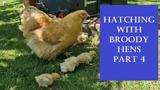 Hatching with Broody Hens: Part 4 Integrating with the flock Chicks Broody Hens Hatch To Independence