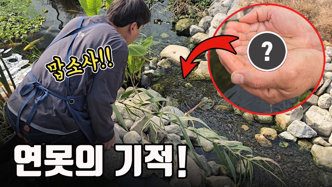 인공연못에서 말도안되는 기적이 일어났습니다 ㄷㄷ 국내 최초사례일까요??