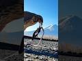 ルアートレーニングをするハリスホークのキルくんが神々しすぎる #富士山
