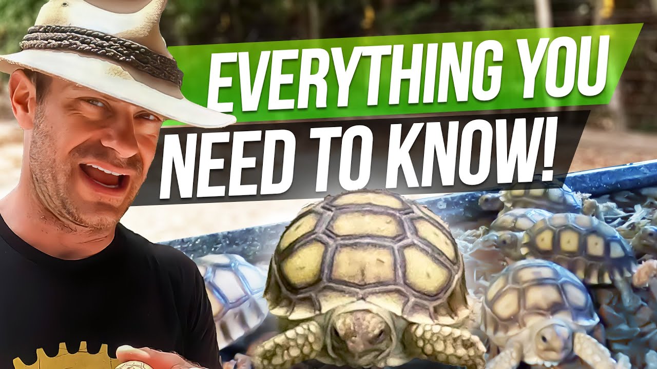 Уход за маленькими черепашками Кенана!