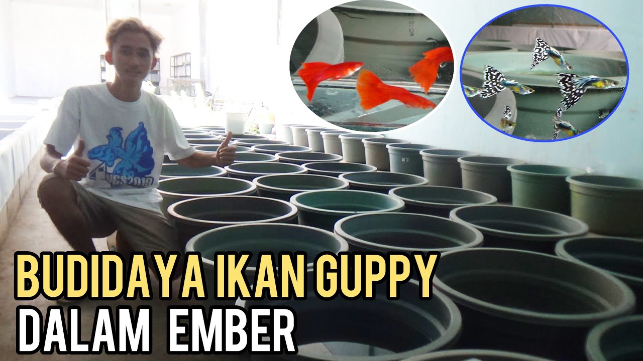 BUDIDAYA IKAN GUPPY DALAM EMBER MENGHASILKAN OMSET JUTAAN