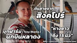 ความรู้ทั้งนั้นเลย❗️บุกฟาร์ม | นกบินหลาดง(Tony Shama)สายจากสิงคโปร์ "มีโครงการที่จะแบ่งปัน"