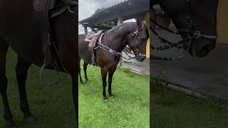 CAVALO DIFERENCIADO , ESSE TEM SANGUE E POSE DE CAMPEÃO #vaquejada #pegadeboinomato #vaqueiro