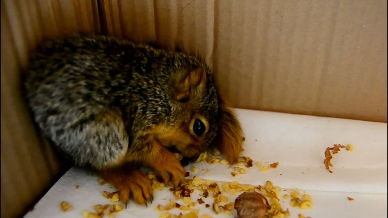 Baby Squirrel Eating Acorns YouTube
