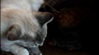 Kitcat Grooms Squirrel