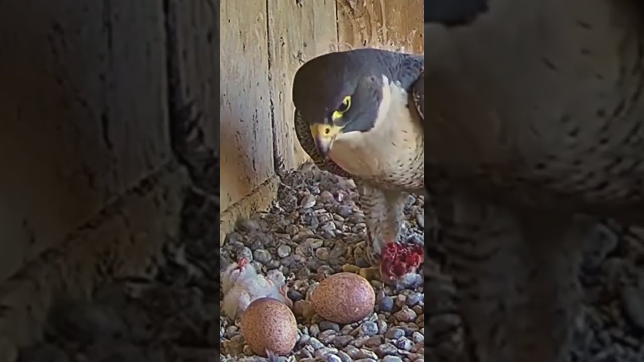 426P Review Parent And Baby Birds Life In Their Nest Bird With Beautiful Nature Birdslover