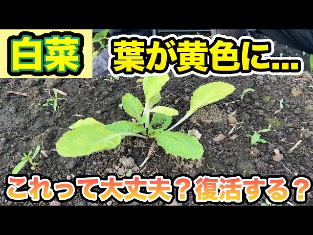 Chinese cabbage] Is this a danger sign? Look here for future