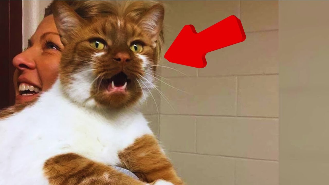 One homeless cat found a home and helped ten more cats find new homes.