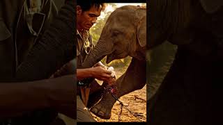 Echo Of The Forest Elephant Rescue That Will Touch Your Heart
