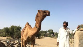 The owner of the camel is watching it, while it makes loud noice when it's in full of joyment