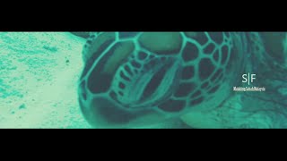 『S|F Film』Canon 5DMark3|SJcam|Diving in Mataking Malaysia