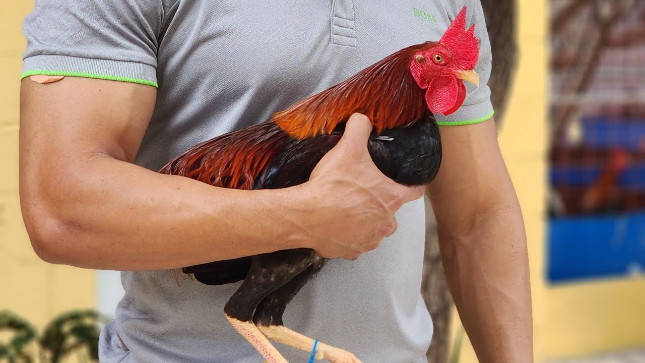 Buscando un Encargó de Peralta en Caña Raza para entregar en mao Valverde 