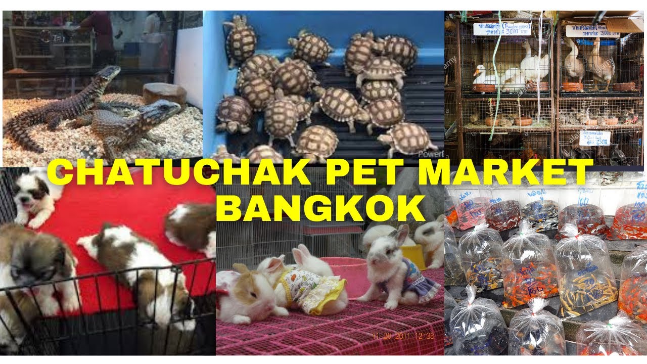 BANGKOK CHATUCHAK PET MARKET PET ZONE CHATUCHAK WEEKEND MARKET BANGKOK
