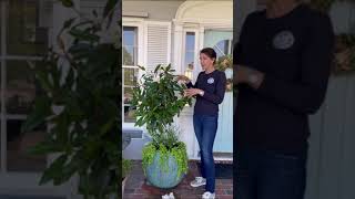 Growing a magnolia Tree in a Container