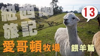 【-NZ-旅記013】愛哥頓牧場餵羊篇