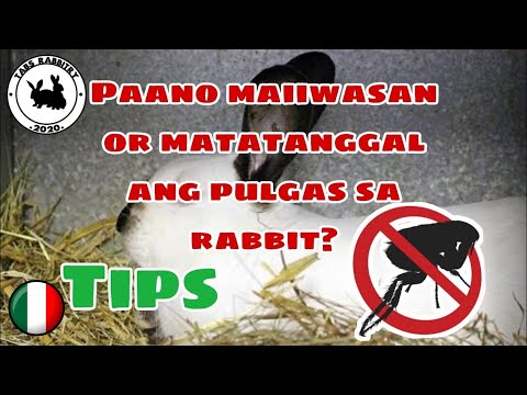 Video: Paano Mapupuksa Ang Fleas Sa Mga Kuneho