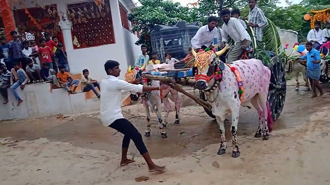 మా గ్రామం లో ఏరువక పండగ సందర్భంగా#trending#viralvideo#fastival