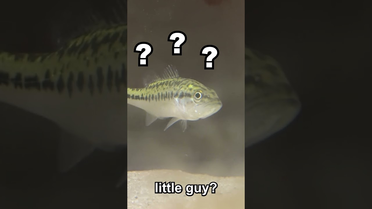 Day 5 of Raising a Baby Bass - how big is he actually?