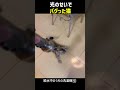 光のせいでバグった猫
