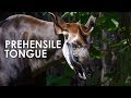 Okapi: The Forest Giraffe with a Prehensile Tongue