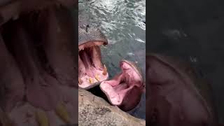 Hippo Bloat Says Hi!  Cincinnati Zoo #shorts