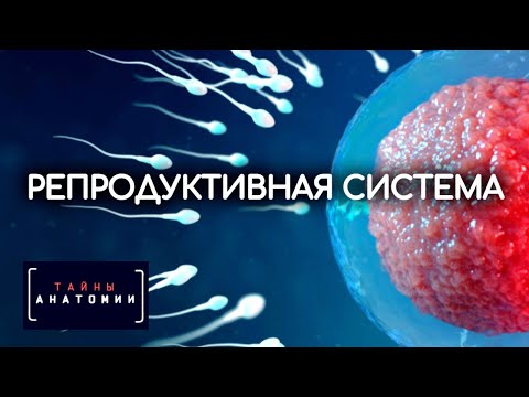 Видео: Анатомия, диаграма и функция на мъжката репродуктивна система - Healthline