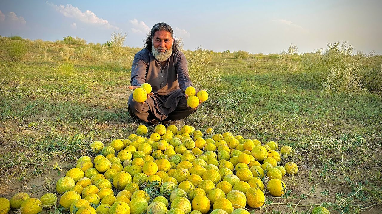 Bitter Apple, KourTuma , Tuma Special Recipe Bitter Apples Benefits