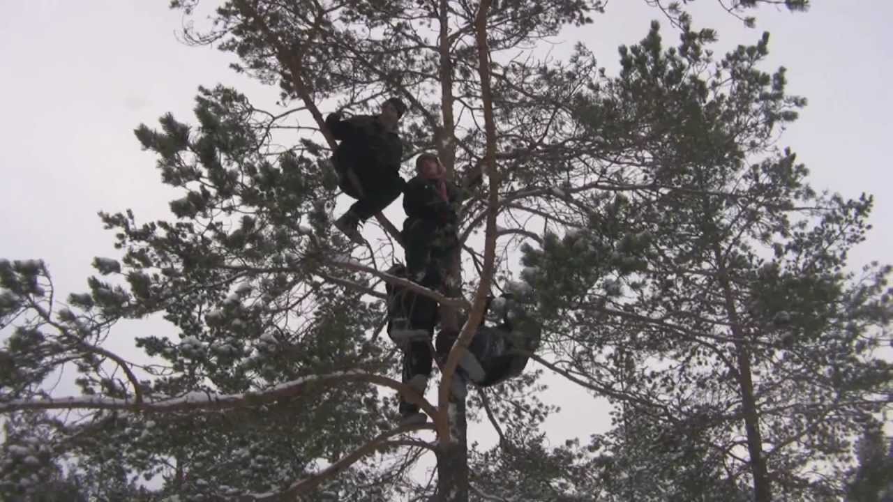 Bild från Svenska Ungdomar Sågas Ned Från Träd