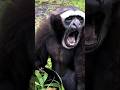 Unbelievable Sounds in Nature #wildanimals #nature #shorts