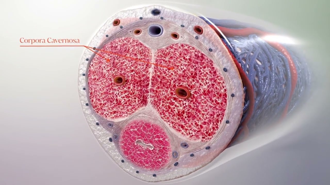 Acoustic Wave Therapy for Sexual Enhancement YouTube