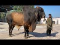 Huge brahman bulls of semen production unit cebg renala khurd okara cow cowfarming cattle