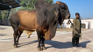 Huge Brahman Bulls of Semen Production Unit CEBG Renala Khurd, Okara #cow #cow_farming #cattle