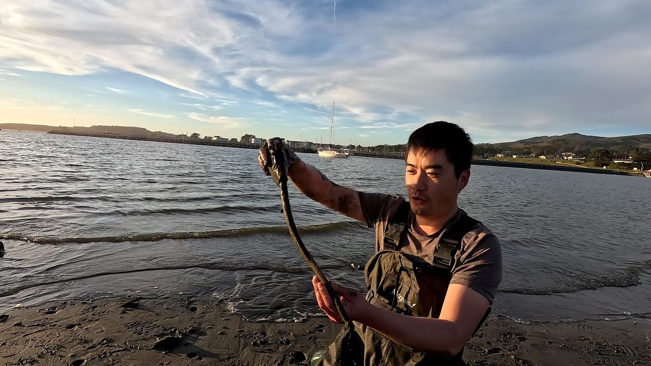 10000 Years+ Fossil Found!!! Coastal Foraging for Gaper Clams, How to Prep and Cook Clam!