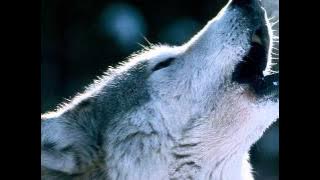 Howling Wolf Ringtone