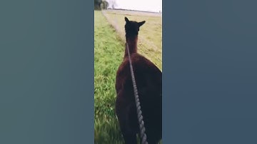 ALPACA WALKING 👣