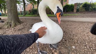 Walk with us and meet our beautiful waterfowl 🦢 🦆🪿 @ lakeside Doncaster 🇬🇧