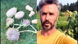 Sunflower harvest begins!